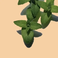 Clearance Baño De Plantas